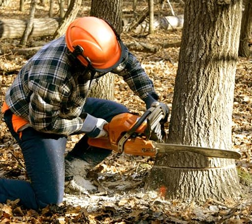 Tree Removal in Devils Tower, WY